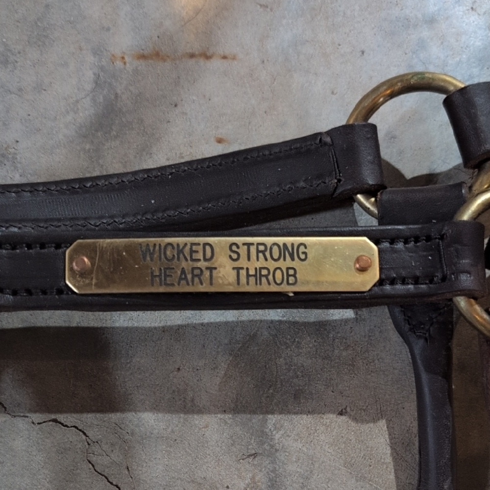 Wicked Strong Heart Throb Black Pet Harness